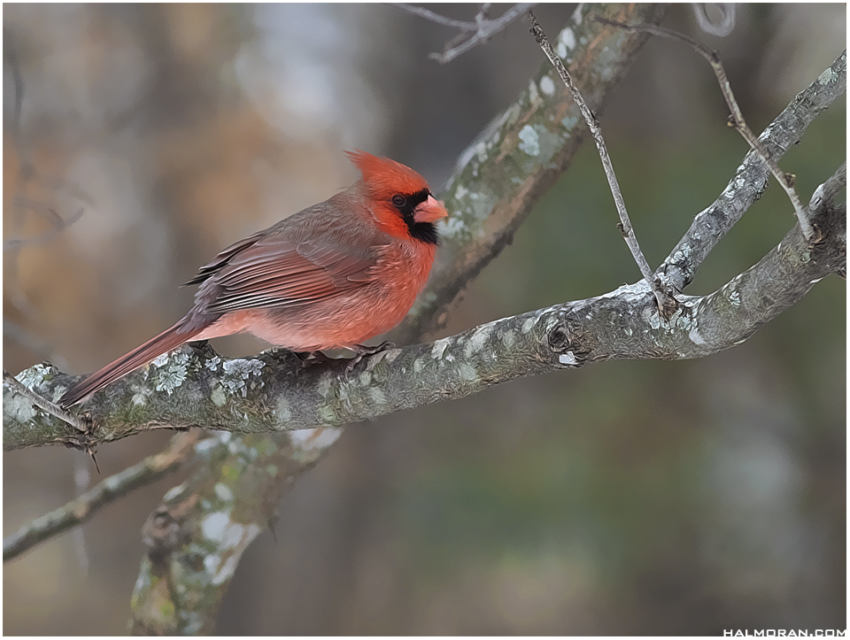 Cardinal #6778