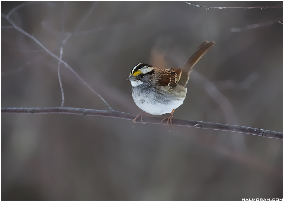 White crowned sparrow #6793