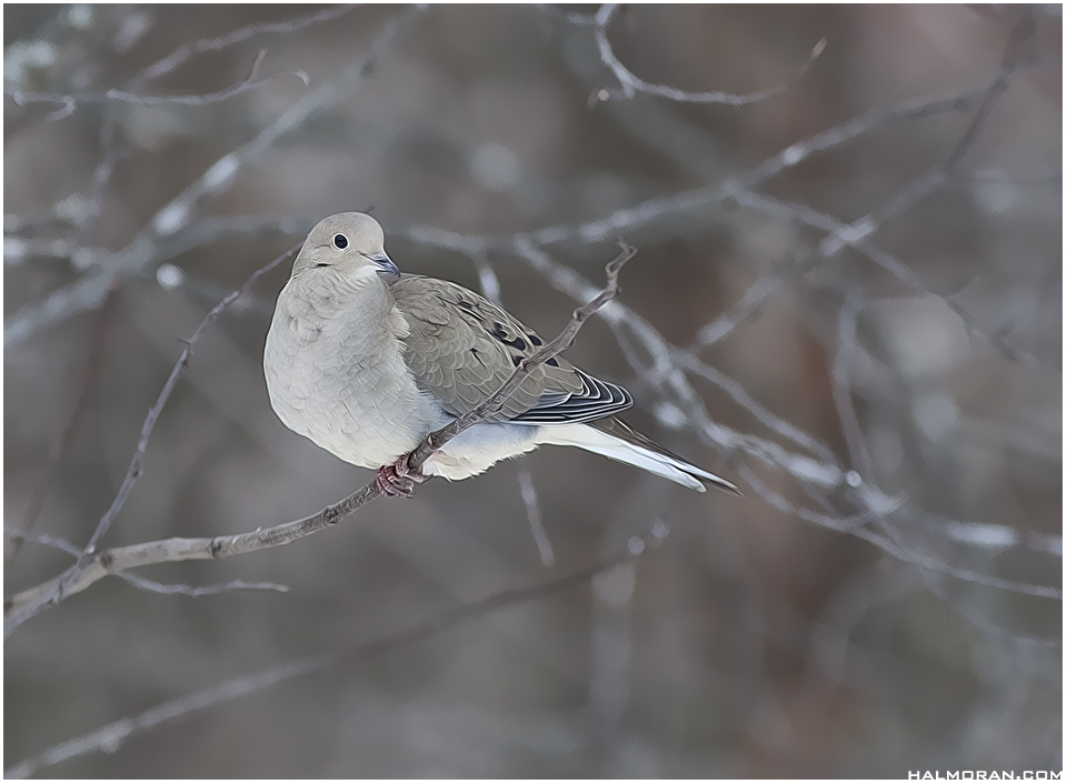 Mourning dove #6819