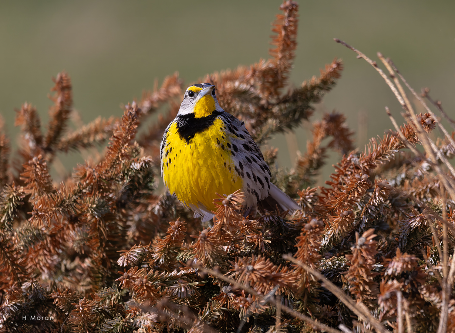 1st QTR 2026 Bird Photos